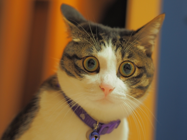 f:id:hachiroublog:20190301230342j:plain f:id:hachiroublog:20190301230342j:plain
