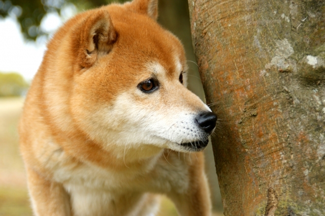 f:id:hachiroublog:20190303002527j:plain f:id:hachiroublog:20190303002527j:plain