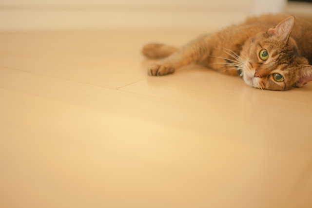 f:id:hachiroublog:20190304213627j:plain f:id:hachiroublog:20190304213627j:plain