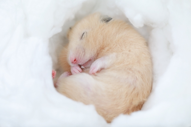 f:id:hachiroublog:20190327214445j:plain f:id:hachiroublog:20190327214445j:plain