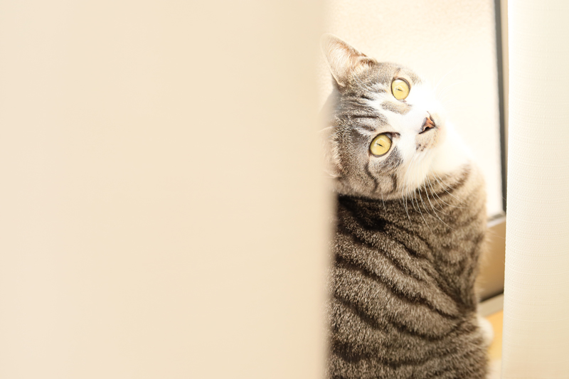 f:id:hachist:20191215152027j:plain