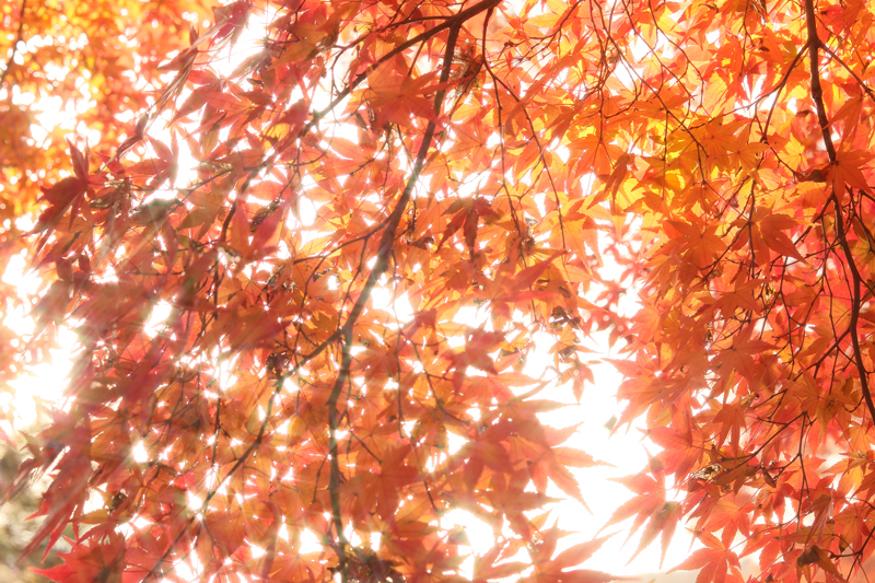 f:id:hachist:20191217093845j:plain
