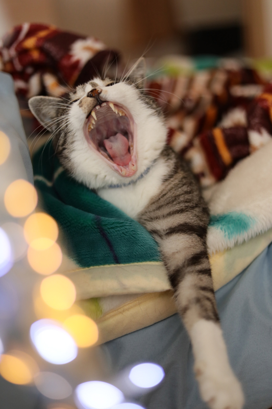 f:id:hachist:20191223155801j:plain