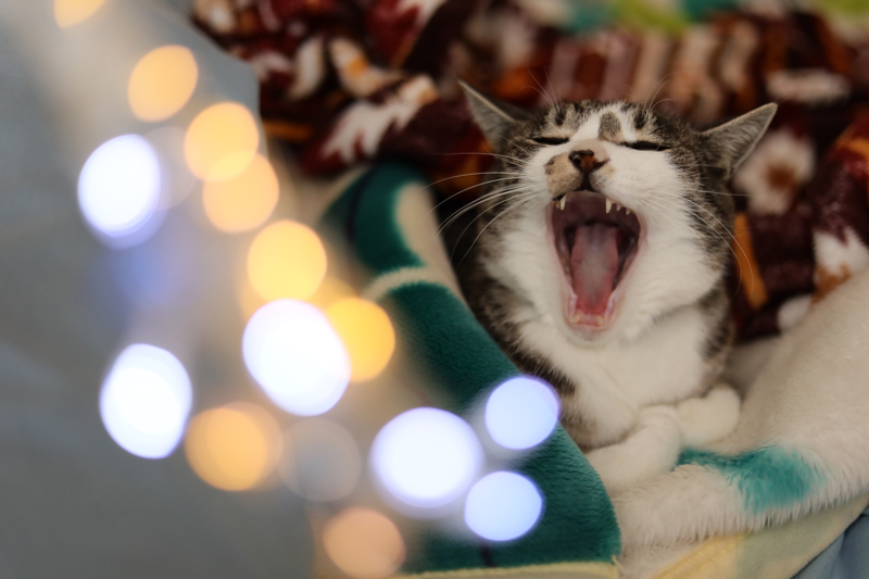 f:id:hachist:20191223155950j:plain