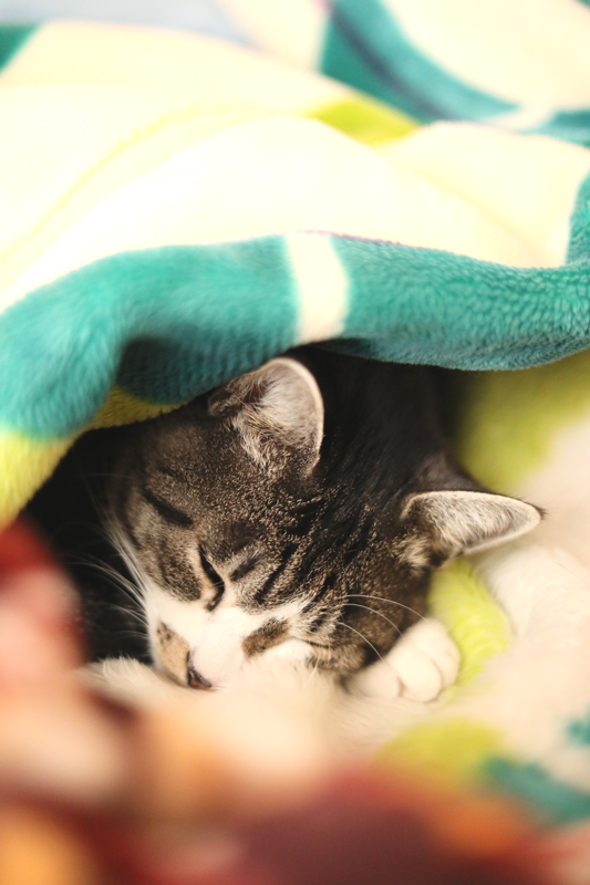 f:id:hachist:20191223160003j:plain