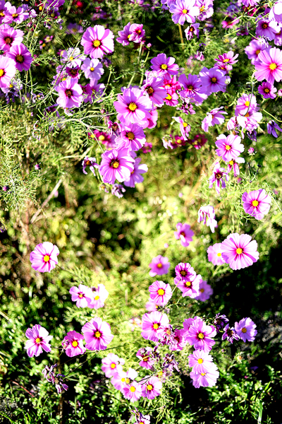 f:id:hachist:20201119152307j:plain