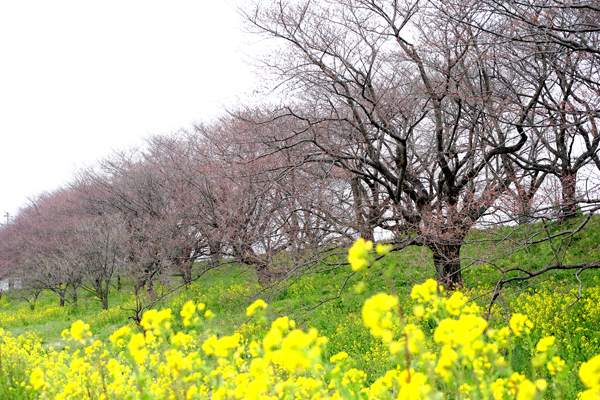 桜土手
