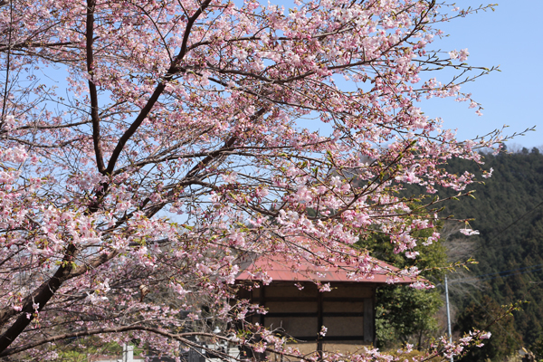 寄居町　桜