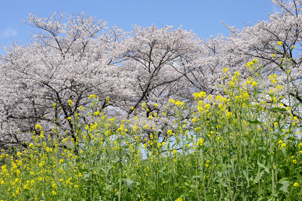 菜の花　桜