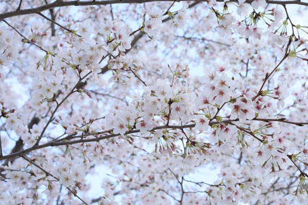 公園桜2023年