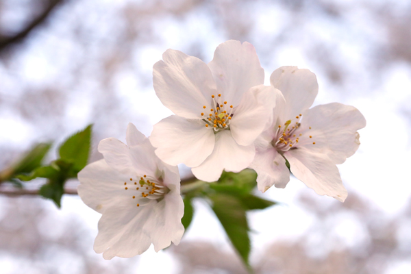 風が強い　傷んでしまった桜　2023年