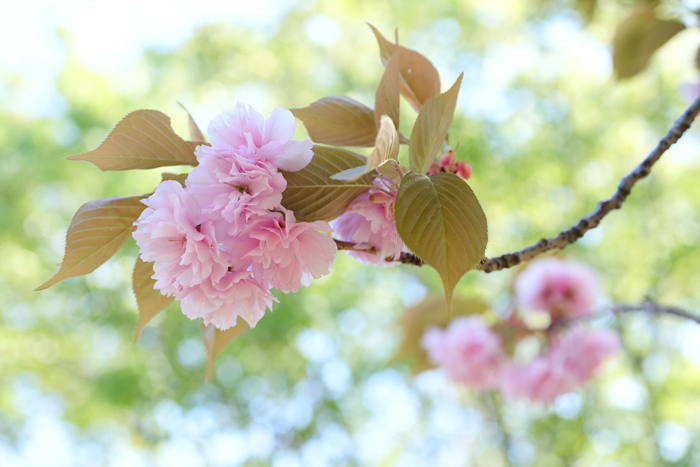 八重桜