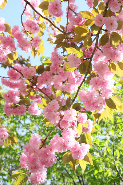 八重桜