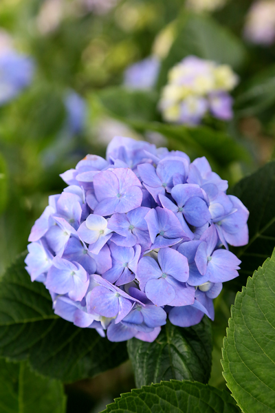 夏至の紫陽花