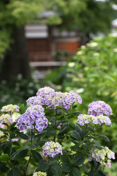 紫陽花を見ながら健康について考える