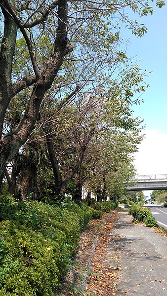 街路樹2023年