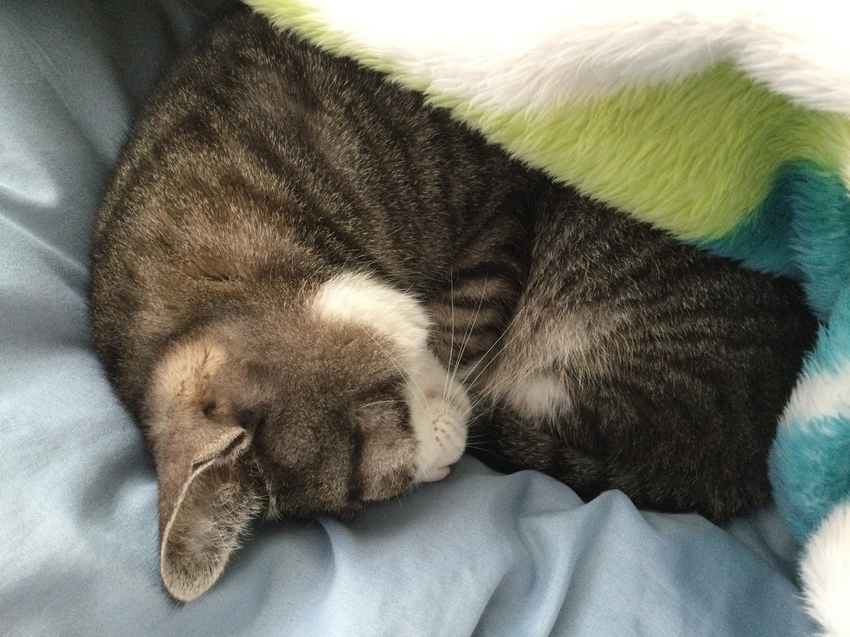 曇りの日の猫