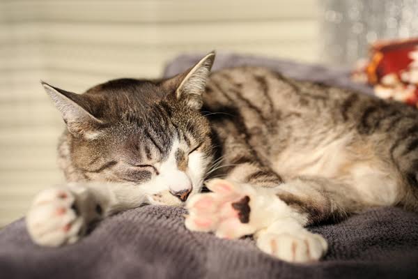 猫　2024年