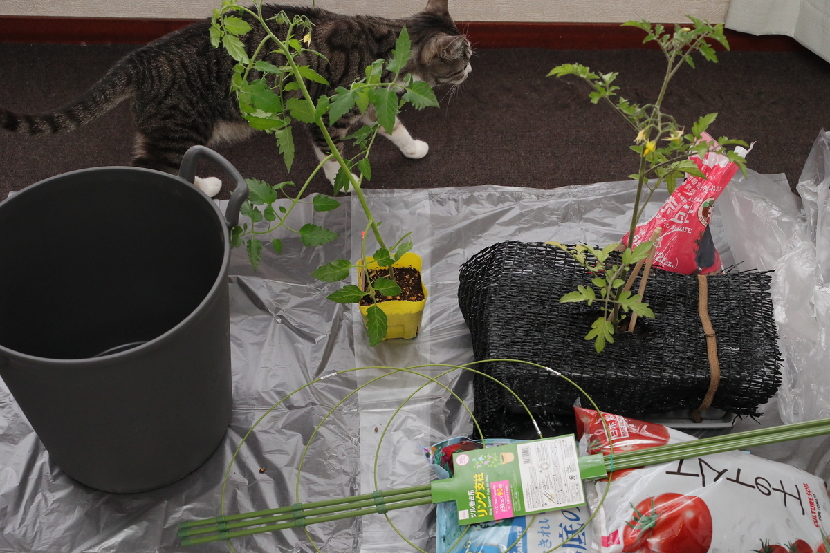 ミニトマト　大きいプランター　植え替える