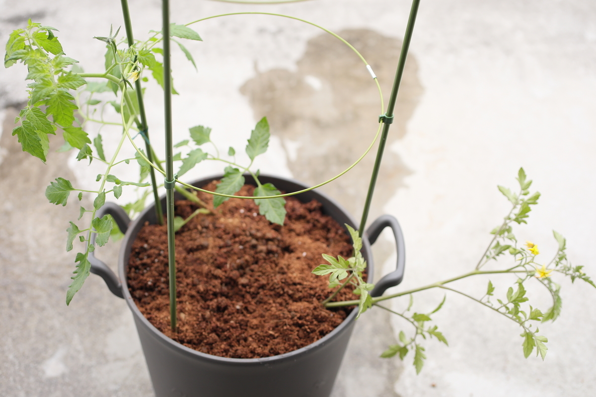 ミニトマト植え替える