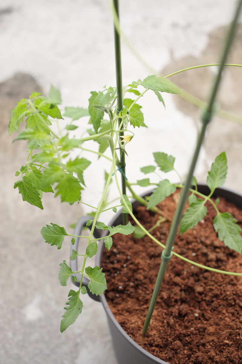 ミニトマト植え替える