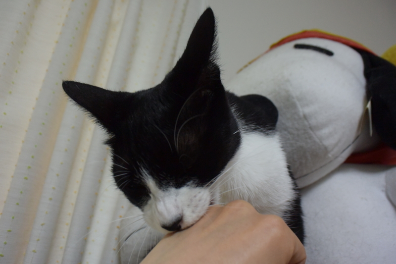 f:id:hachiwarekei:20170914165326j:plain f:id:hachiwarekei:20170914165326j:plain