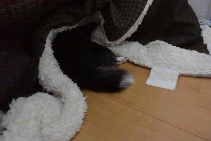 f:id:hachiwarekei:20171108225255j:plain
