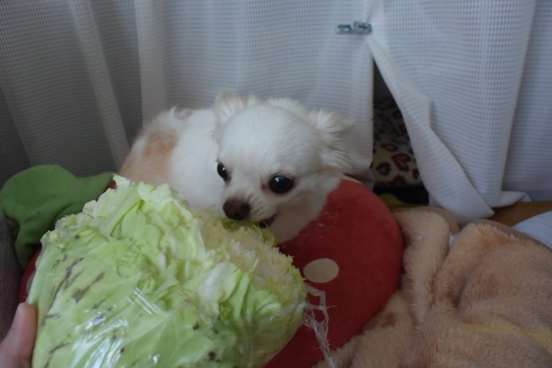 f:id:hachiwarekei:20180606114949j:plain f:id:hachiwarekei:20180606114949j:plain