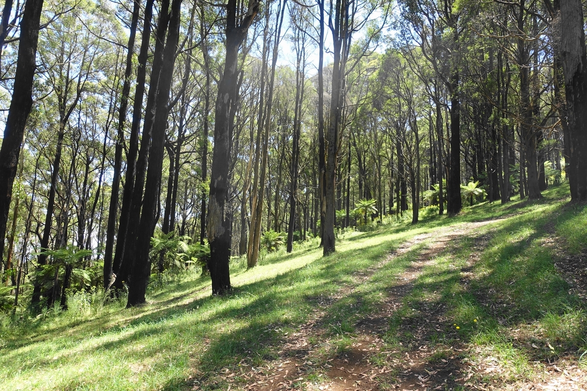 f:id:hacklecootie:20200216113256j:plain