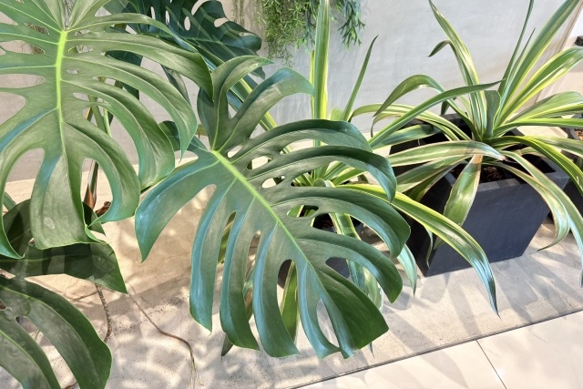 モンステラ デビルモンスター完全ガイド！育て方から購入まで徹底解説