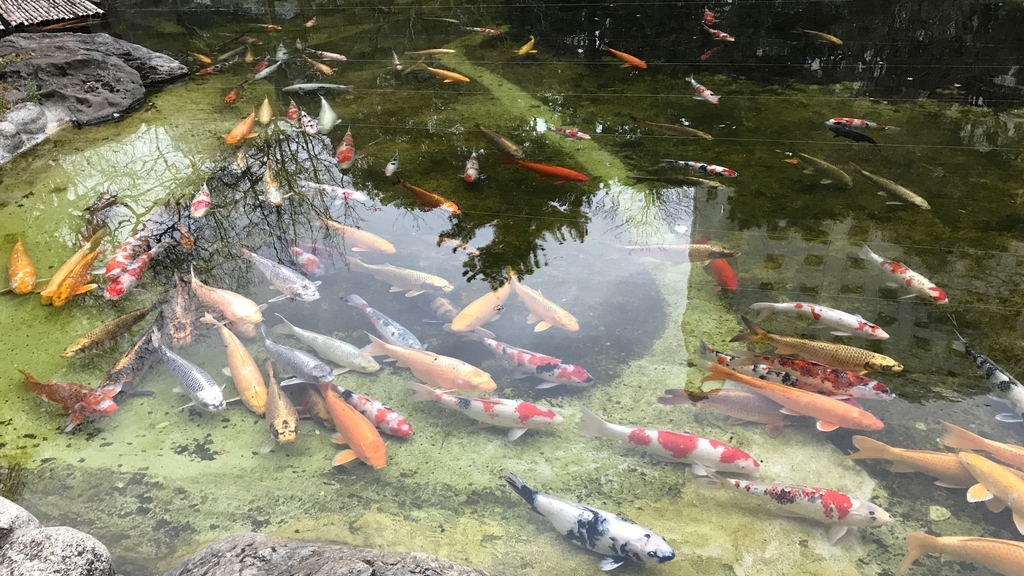 f:id:hackstudent:20190119162429j:plain