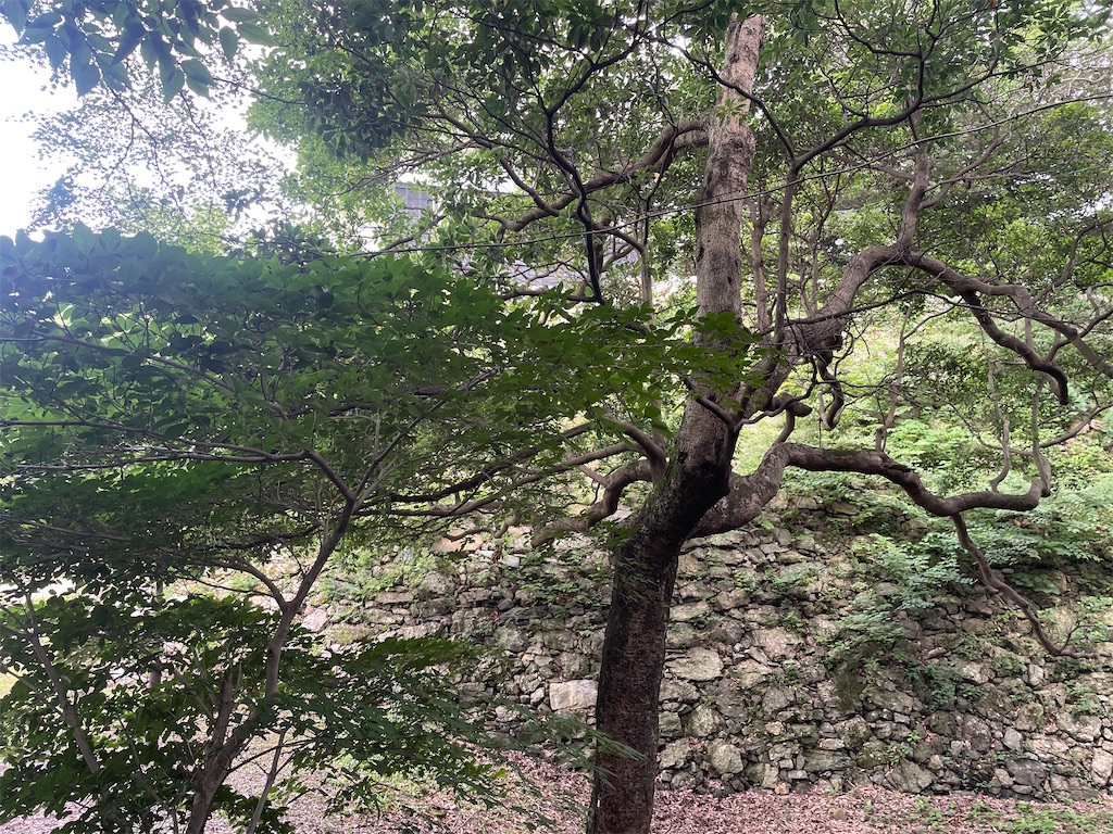 f:id:hacohaco1103:20230717091650j:image