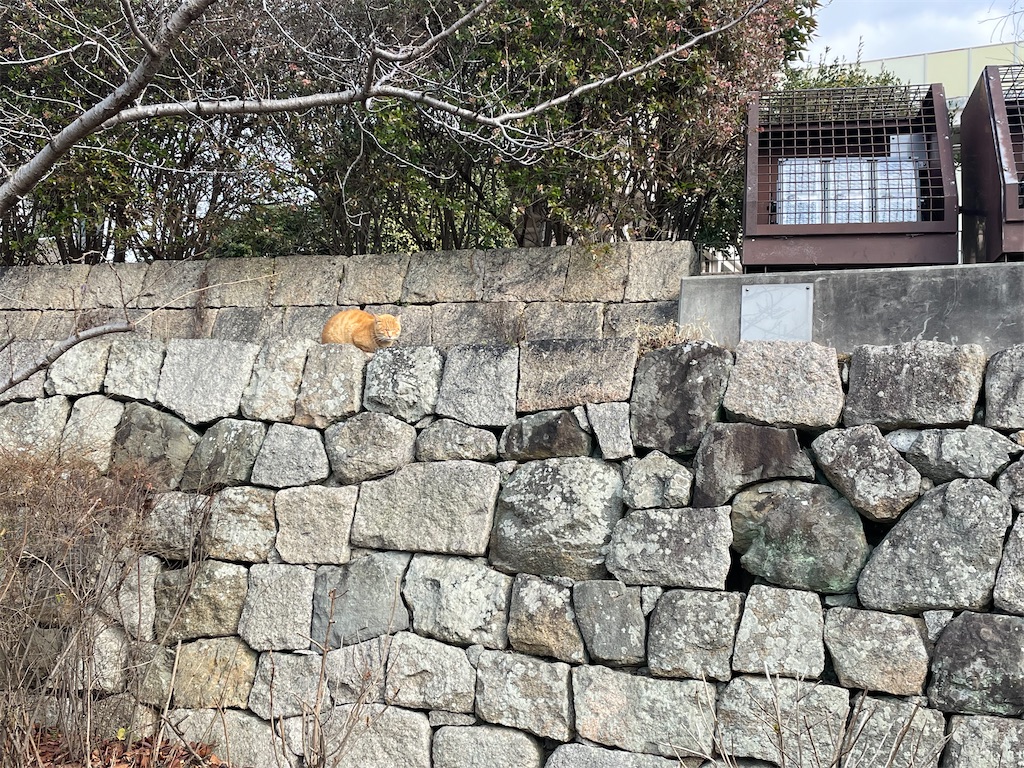 f:id:hacohaco1103:20250227212637j:image
