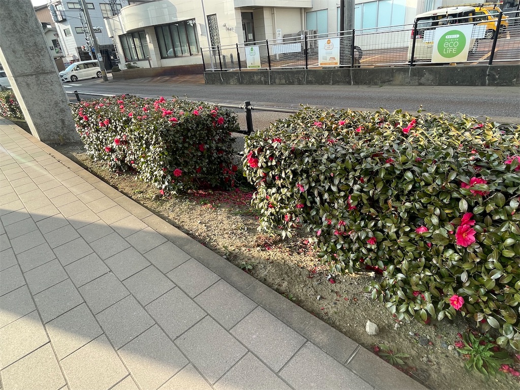 f:id:hacohaco1103:20250323062000j:image