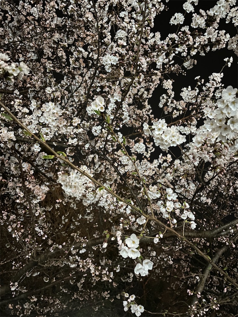 f:id:hacohaco1103:20250415181525j:image