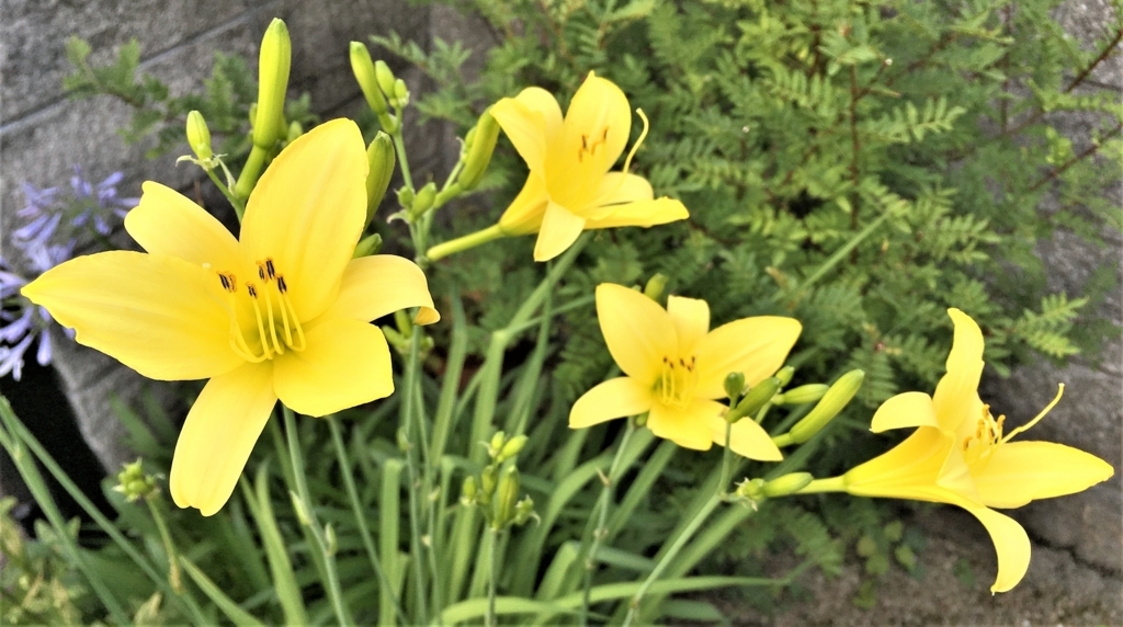 f:id:hacokibi:20180702180242j:plain f:id:hacokibi:20180702180242j:plain