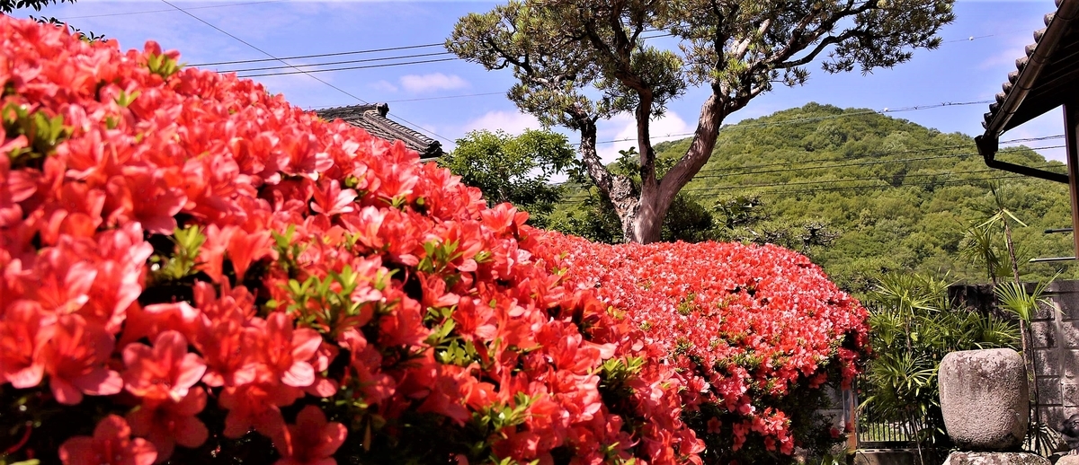 f:id:hacokibi:20190403203139j:plain f:id:hacokibi:20190403203139j:plain