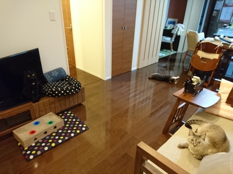  にゃんまめやまと