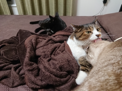 にゃんまめやまと