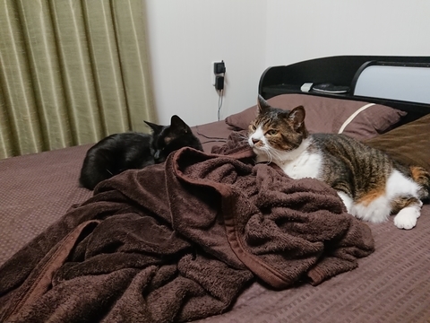 にゃんた＆やまと