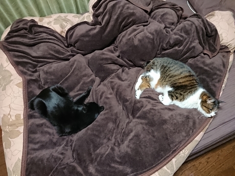 にゃんた＆やまと