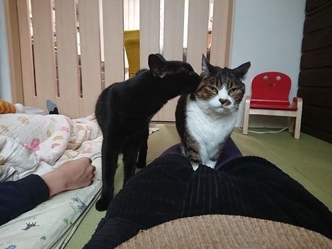 にゃんた＆やまと