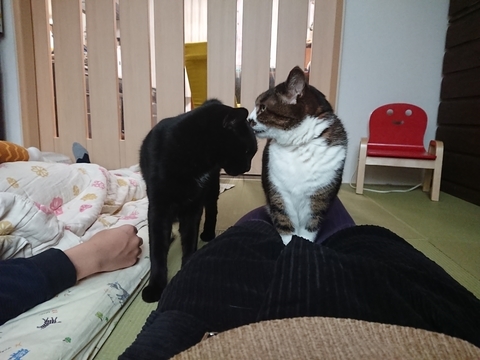 にゃんた＆やまと