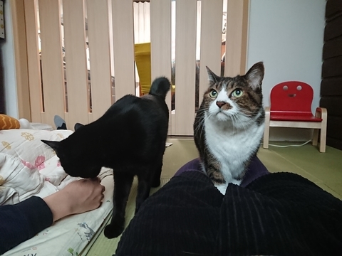 にゃんた＆やまと