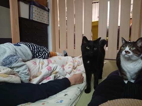 にゃんた＆やまと