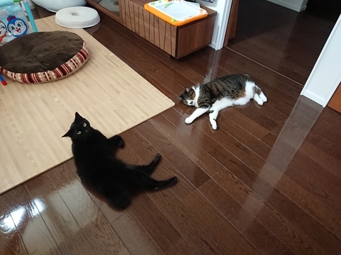 にゃんた＆やまと