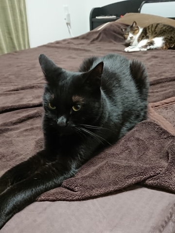 にゃんた＆やまと