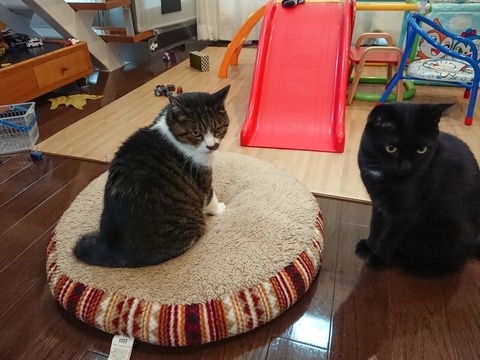 にゃんた＆やまと