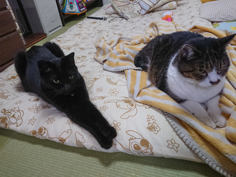 にゃんた＆やまと