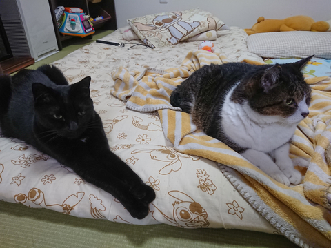 にゃんた＆やまと